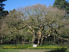 Hrast Allerton - geograph.org.uk - 1226237.jpg