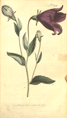 "[ 252 ] Campanula Grandiflora. Great-Flowered Bell-Flower."