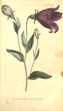 The Botanical Magazine, Plate 252 (Volume 7, 1794).png
