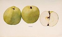 The apples of New York (1905) (19738799652) .jpg