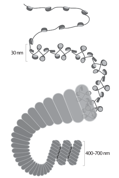 File:The hierarchical folding model of chromosome condensation.svg