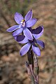 Thelymitra nuda