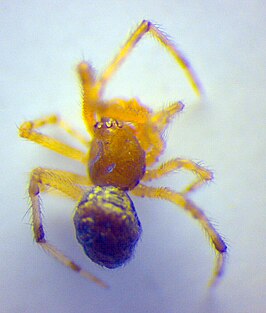 Theridion boesenbergi