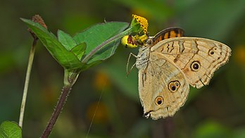 Aranha-caranguejo da família Thomisidae se alimentando de uma borboleta da espécie Junonia almana sobre uma flor de Acmella ciliata. (definição 4 235 × 2 382)