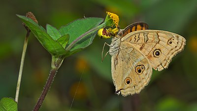 Crab spider feeding Junonia almana