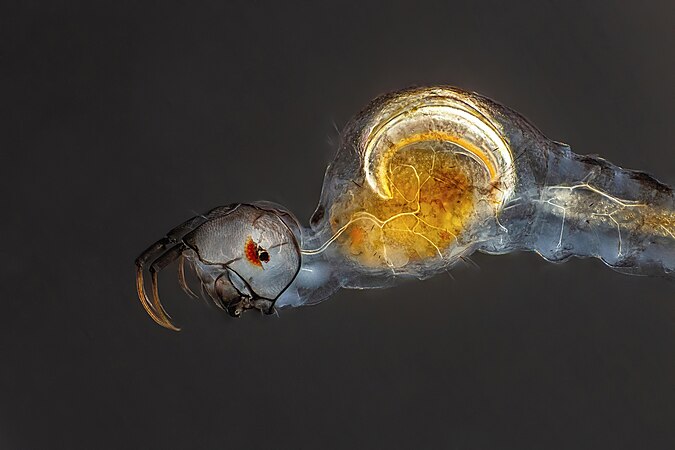 Chaoboridae larvae. Photo by Janek Lass