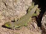 An ocellated lizard Timon lepidus.jpg