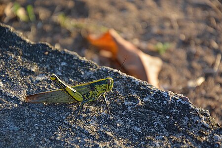 Locust on Tioman island