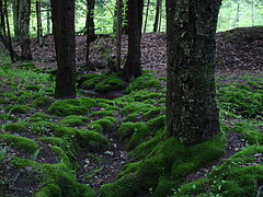 Mosses, in addition to lichens, cover the trees throughout Ultima Borealia.