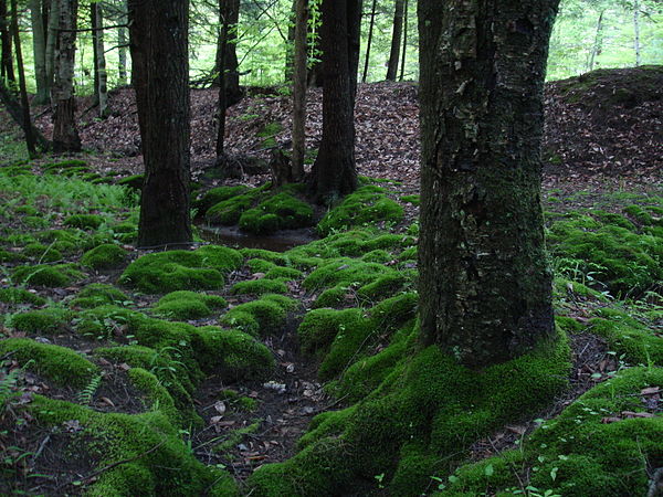 Moss