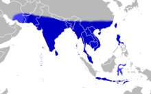 Tirumala limniace - Distribution.png