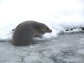 2006年12月13日 (水) 05:29時点における版のサムネイル