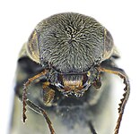 Tomoxia bucephala head.jpg