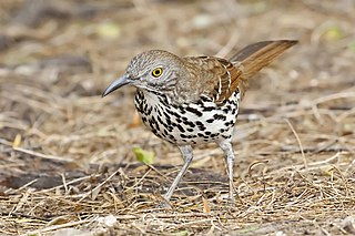 <span class="mw-page-title-main">Long-billed thrasher</span> Species of bird