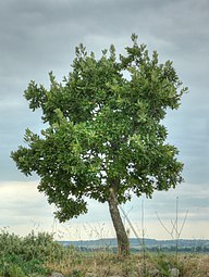 State Tree of Macedonia