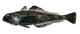Pseudotrematomus loennbergii из моря Амундсена