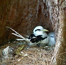 The white-tailed tropicbird or "longtail" arrives in spring to breed. Tropikvogel.jpg