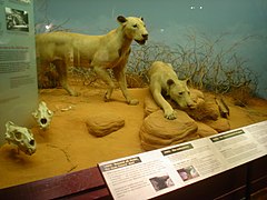 Lions de Tsavo.
