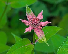 Flower buds of a Monarda 'Gardenview Scarlet' bergamot.