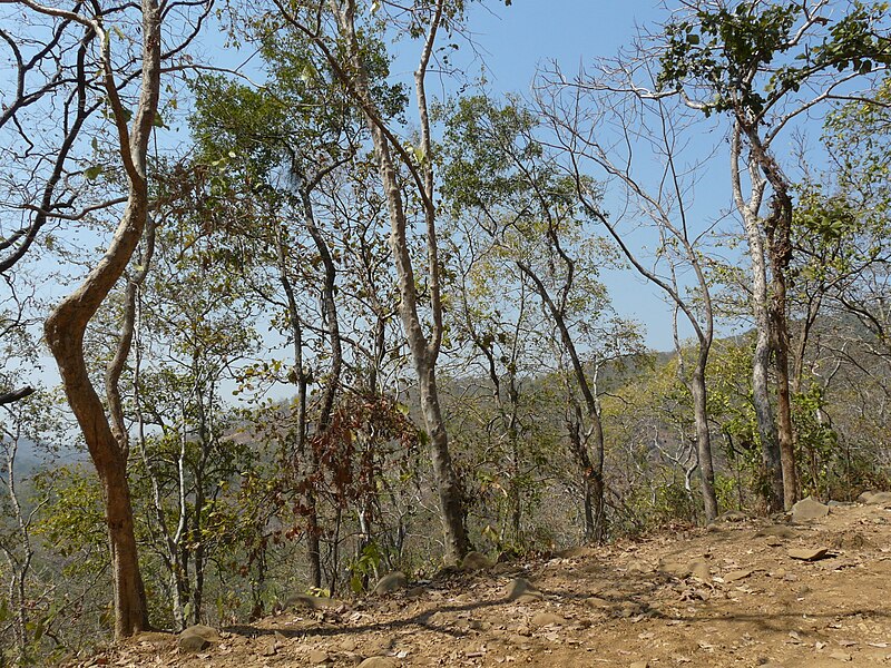 File:Tungareshwar Wildlife Sanctuary (3272211324).jpg