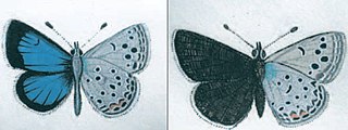 <i>Turanana endymion</i> Species of butterfly