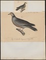 Turtur lugens - 1700-1880 - Print - Iconographia Zoologica - Special Collections University of Amsterdam - UBA01 IZ15600405.tif