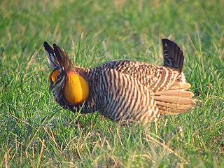 <span class="mw-page-title-main">Greater prairie chicken</span> Species of bird