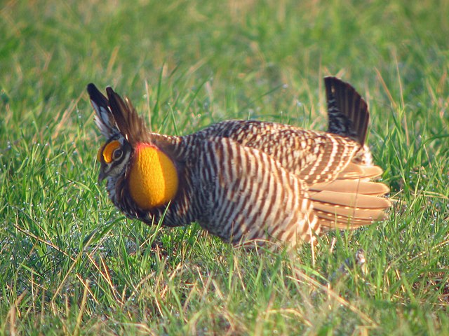 Description de l'image Tympanuchus cupido -Illinois, USA -male displaying-8 (1).jpg.