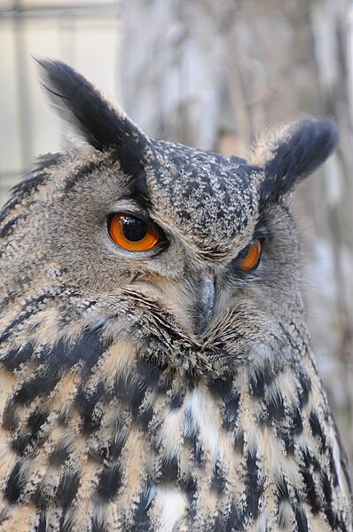 File:Uhu, Bubo bubo 04.JPG