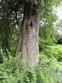 Bark of 'Pendula'