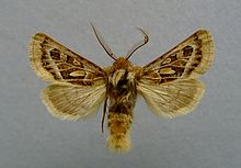 Ulochlaena hirta