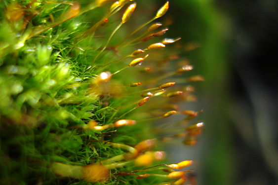 Moss (Bryophyta)