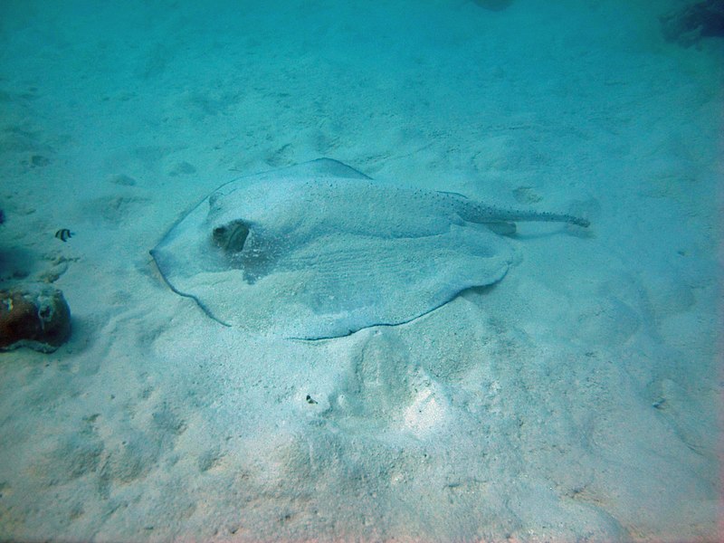 File:Urogymnus asperrimus Voavah.jpg