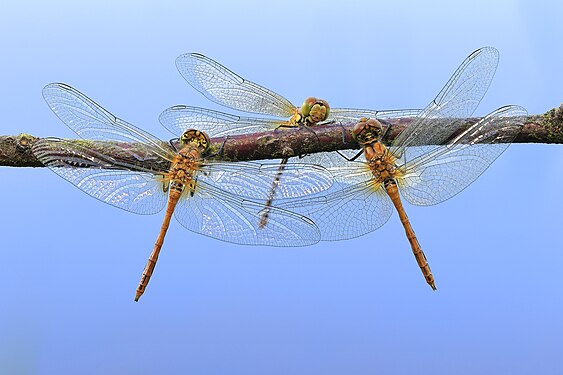 Yellow dragonfly. Photograph: Lubomír Dajč