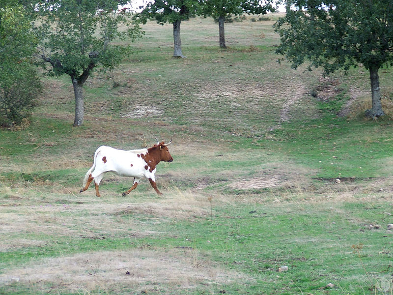 File:Vaca berrenda en el campo charro. Valdelazarza.JPG