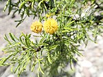 Vachellia vernicosa inflorescence.jpg