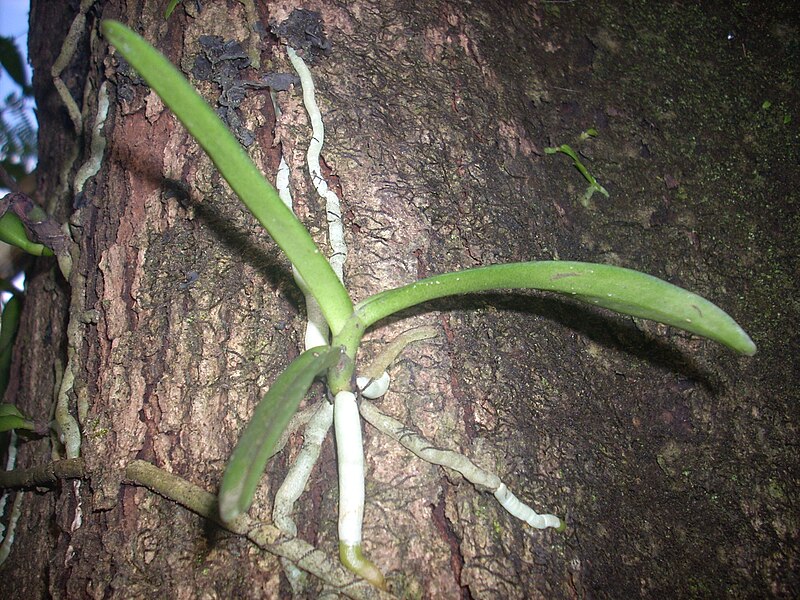 File:Vanda spathulata 505.jpg