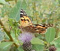 Painted Lady (Vanessa cardui) Distelfalter