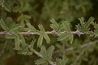 200px-Vanni_maram_branch.jpg