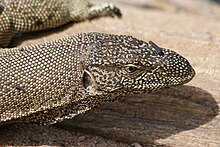 Varanus bengalensis - 04.jpg