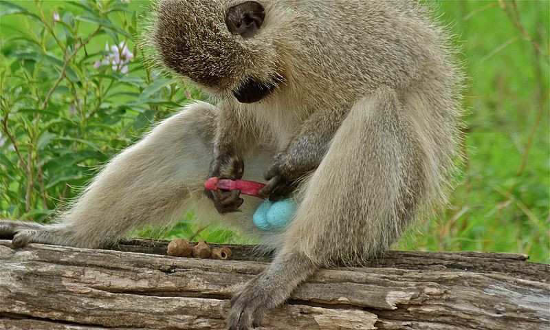 800px-Vervet_Monkey_%28Chlorocebus_pygerythrus%29_%286011903243%29.jpg