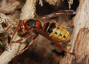 Avispón (Vespa crabro)