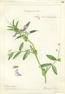 Vicia bithynica-Trower-1.jpg