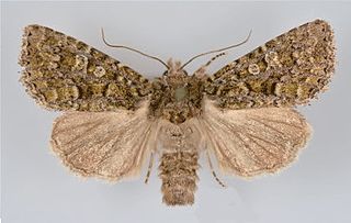 <i>Viridiseptis</i> Genus of moths