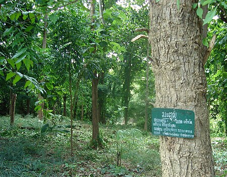 ไฟล์:Wat_Khung_Taphao_Herbs_Garden.jpg