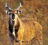 Giant eland