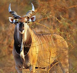 Afrikos antilope kana