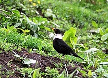 White-collared Blackbird (Male) I IMG 7377.jpg