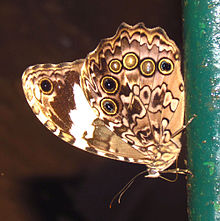 Белопятнистый сатир (Manataria hercyna), Tambopata.jpg