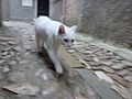 White Cat, Cres - panoramio.jpg